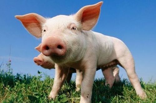 属猪的终身贵人:生肖猪的贵人密码,揭秘你命中注定的四类贵人及相处之道 属猪的终身贵人:生肖猪的贵人密码,揭秘你命中注定的四类贵人及相处之道