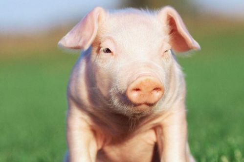 属猪的终身贵人：生肖猪的贵人密码，揭秘你命中注定的四类贵人及相处之道