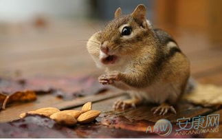 96年属什么生肖:1996年出生属鼠?揭秘你的生肖密码与运势全解析