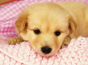 做梦梦到被狗咬:梦到被狗咬,解读潜意识的警示信号 做梦梦到被狗咬:梦到被狗咬,解读潜意识的警示信号