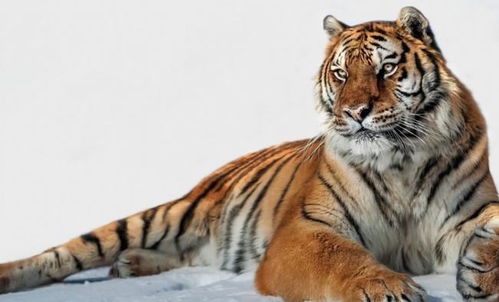 属虎的怎样可以提升姻缘:虎年姻缘提升指南,属虎的你如何找到幸福婚姻? 属虎的怎样可以提升姻缘:虎年姻缘提升指南,属虎的你如何找到幸福婚姻?