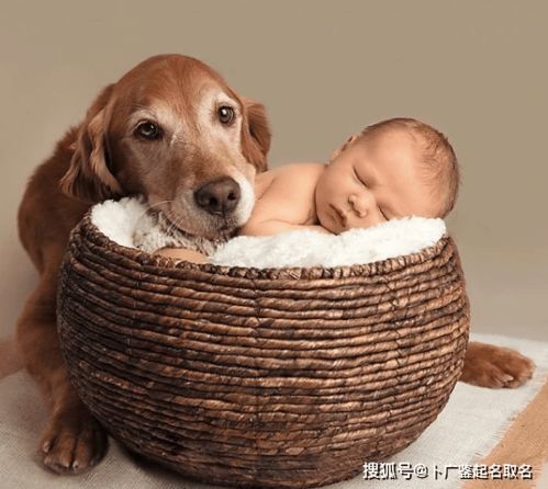 新生儿取名2021年好名字:2021年牛宝宝起名指南,吉祥寓意与时尚风格兼具的爆款名字推荐 新生儿取名2021年好名字:2021年牛宝宝起名指南,吉祥寓意与时尚风格兼具的爆款名字推荐