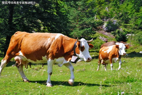 97年属牛2022年有三喜:97年属牛人迎祥瑞!2022年三喜临门,事业运开挂、贵人运爆棚 97年属牛2022年有三喜:97年属牛人迎祥瑞!2022年三喜临门,事业运开挂、贵人运爆棚