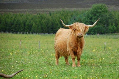 97年属牛2022年有三喜:97年属牛人迎祥瑞!2022年三喜临门,事业运开挂、贵人运爆棚 97年属牛2022年有三喜:97年属牛人迎祥瑞!2022年三喜临门,事业运开挂、贵人运爆棚