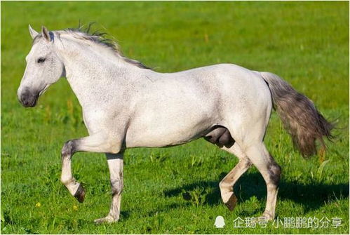 属马11月结婚吉日:属马11月结婚吉日,喜结良缘,红鸾星动 属马11月结婚吉日:属马11月结婚吉日,喜结良缘,红鸾星动