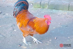 男属鸡女属蛇姻缘好吗:男属鸡女属蛇,揭秘姻缘背后的甜蜜与挑战 男属鸡女属蛇姻缘好吗:男属鸡女属蛇,揭秘姻缘背后的甜蜜与挑战