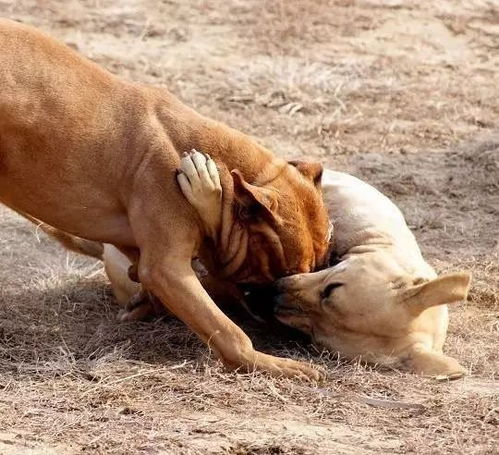 梦见被狗追着咬我爬上树预示什么:梦里被狗追咬,你可能想爬树了!