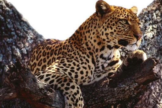 梦见豹子进家里是什么预兆：梦见豹子进家里是什么预兆？