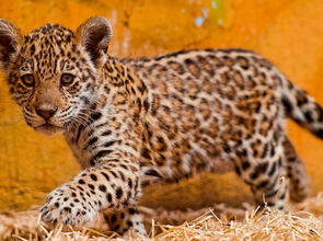 梦见豹子进家里是什么预兆:梦见豹子进家里是什么预兆? 梦见豹子进家里是什么预兆:梦见豹子进家里是什么预兆?