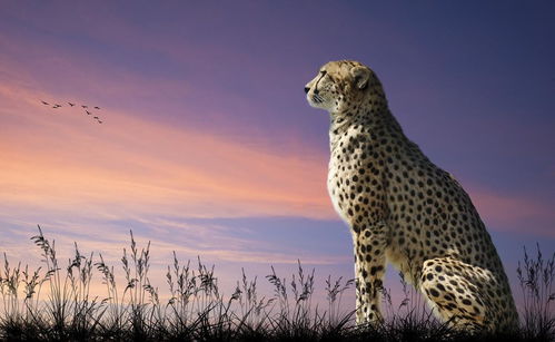 梦见豹子进家里是什么预兆:梦见豹子进家里是什么预兆? 梦见豹子进家里是什么预兆:梦见豹子进家里是什么预兆?