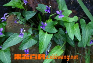 半枝莲泡水喝的功效：半枝莲泡水喝，真的有这些神奇功效？