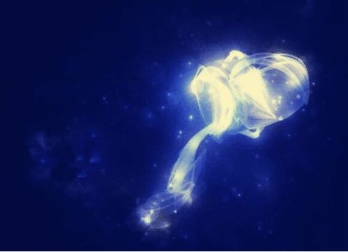 水瓶座对喜欢的人特殊：水瓶座对喜欢的人，灵魂共振的浪漫法则