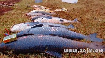 梦见水里有大鱼:梦里捞大鱼,解密梦境中的水与鱼