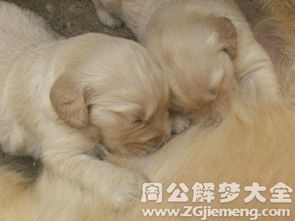 梦见两只狗咬我是什么意思:梦里被两只狗咬,这些隐藏信息你注意到了吗?