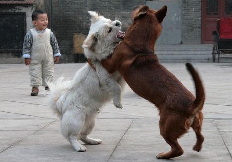 梦见两只狗咬我是什么意思:梦里被两只狗咬,这些隐藏信息你注意到了吗? 梦见两只狗咬我是什么意思:梦里被两只狗咬,这些隐藏信息你注意到了吗?