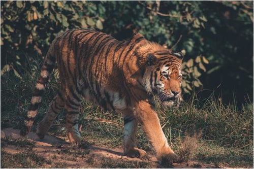 属虎的姻缘什么生肖最好:属虎的姻缘什么生肖最好? 属虎的姻缘什么生肖最好:属虎的姻缘什么生肖最好?