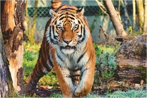 属虎的姻缘什么生肖最好:属虎的姻缘什么生肖最好? 属虎的姻缘什么生肖最好:属虎的姻缘什么生肖最好?