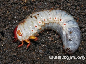 梦见虫子咬自己:梦里被虫子咬,解析那些令人不安的梦境体验