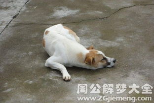 梦见打死狗见血:解密梦境,梦见打死狗见血的深层含义 梦见打死狗见血:解密梦境,梦见打死狗见血的深层含义