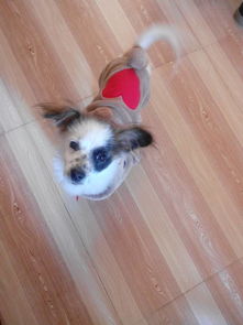 梦见打死狗见血:解密梦境,梦见打死狗见血的深层含义 梦见打死狗见血:解密梦境,梦见打死狗见血的深层含义