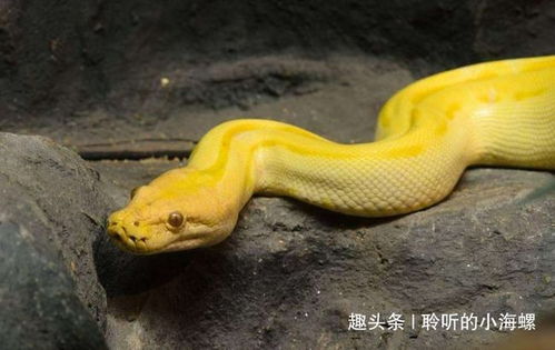 梦见三条蛇是什么征兆:梦里三条蛇,预示着什么?