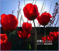 梦见花圈上的花是什么意思:梦见花圈上的花是什么意思?解密梦境中的花语与象征