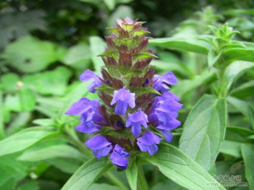 夏枯草的功效与禁忌:夏枯草的功效与禁忌,传统中医宝库中的天然养生良药