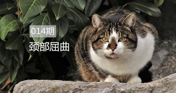 周公解梦梦见猫咬手是什么意思:周公解梦,梦见猫咬手是什么意思?
