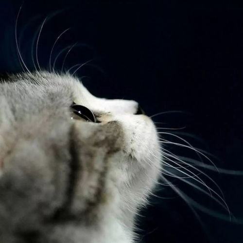 梦见被猫攻击把猫打死:解密梦境,梦见被猫攻击并打死猫的心理隐喻