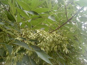 白蜡金命男:解码白蜡金命男,五行金旺者的性格特质与人生机遇