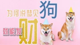 周公解梦大全2345原版免费梦到猫:周公解梦大全2345原版免费,梦到猫,究竟预示着什么?