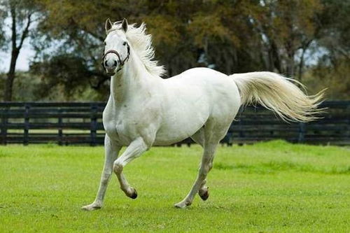 78年马什么时候能走大运：1978马人运势转折点，大运开启时间与转运指南