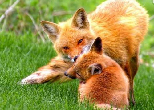 梦见狐狸是什么预兆:梦见狐狸是什么预兆?