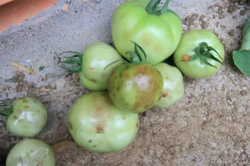 鸦胆子治疣的方法配方:鸦胆子,中药外敷治疣的有效方法与配方详解