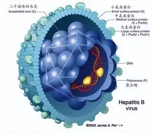 尿路感染十大中成药:尿路感染困扰?这10款中成药或许能帮到你