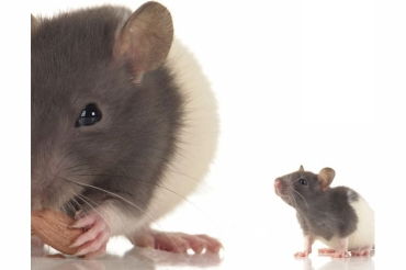 属鼠几月命苦:属鼠人命运解析,农历月份与人生际遇的传统文化视角