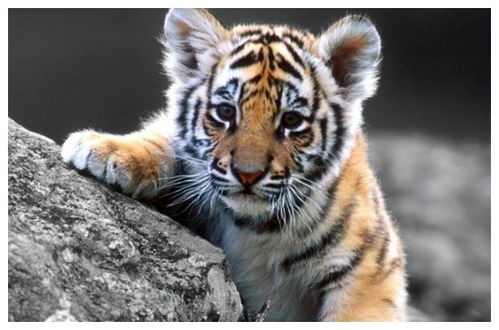 86年属什么:1986年出生属虎?属相与性格解析,虎年人的命运密码全公开