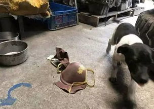 养狗能带来姻缘吗女:养狗能带来姻缘吗?科学解释,毛孩子可能是你的‘脱单神器’