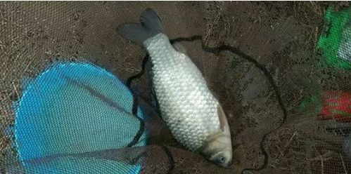 梦见到很多鱼是什么征兆:梦见到很多鱼是什么征兆?这些神秘力量可能正在预示你的未来! 梦见到很多鱼是什么征兆:梦见到很多鱼是什么征兆?这些神秘力量可能正在预示你的未来!