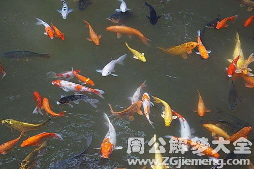 梦见别人捞鱼是什么预兆:梦见别人捞鱼是什么预兆? 梦见别人捞鱼是什么预兆:梦见别人捞鱼是什么预兆?