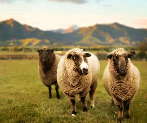 1979属羊46岁以后运气:1979属羊人46岁后转运指南,金水运起,事业家庭双丰收 1979属羊46岁以后运气:1979属羊人46岁后转运指南,金水运起,事业家庭双丰收