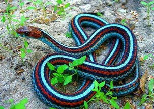 周公解梦大全梦见蛇追你:周公解梦,梦见蛇追你,预示着什么?