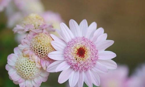 11月出生是什么星座:11月出生是什么星座?射手座与摩羯座的性格解析与运势指南