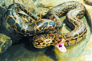 梦到巨蟒预示着什么周公解梦:潜藏的巨蟒,梦到巨蟒预示着什么?周公解梦的古老智慧与现代解读