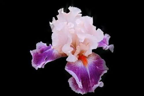 2021天蝎座下半年运势如何:2021天蝎座下半年运势如何?事业爱情财运全面解析,天蝎座的翻身之年来了!