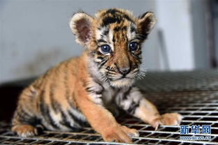 虎宝宝名字大全:虎年宝宝起名指南,祥瑞大气又可爱的20个中英文名字推荐