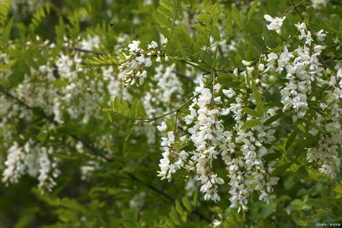 象征友谊的花:友谊之花,时光中的芬芳