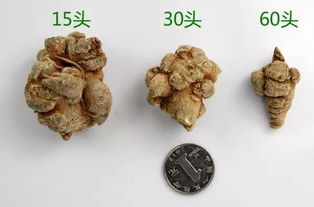 三七配什么吃不上火:三七配什么吃不上火?这些搭配让你养生更安心! 三七配什么吃不上火:三七配什么吃不上火?这些搭配让你养生更安心!