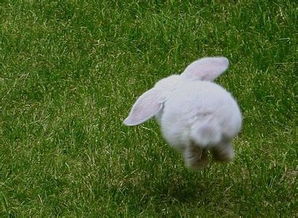 梦见兔子生小兔子：梦里兔子生小兔，一场关于新生与希望的隐喻