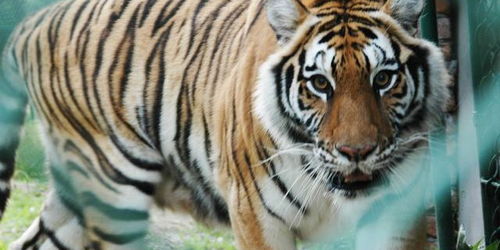 86年属虎最佳婚配：86年属虎人最佳婚配指南，三合六合生肖+性格互补法则，解锁幸福婚姻密码